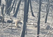 Macedon Ranges wildlife rescuers head to fire grounds