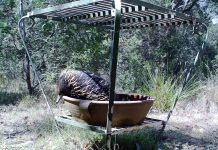 Fill birdbaths for wildlife