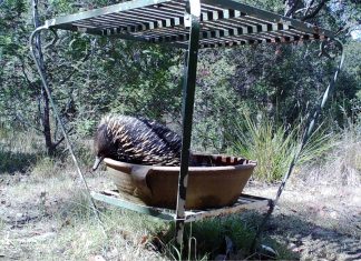 Fill birdbaths for wildlife