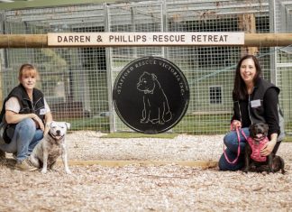 Shelter for staffies: Community foster care facility opens in Carlsruhe