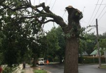 Anger over ‘brutal’ pruning in New Gisborne