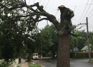 Anger over ‘brutal’ pruning in New Gisborne