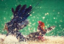 Alleged cockfighting: 200 birds seized near Malmsbury