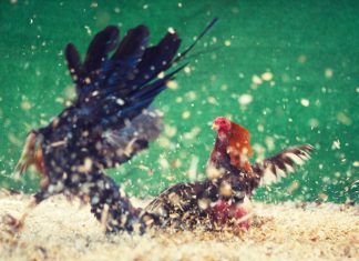 Alleged cockfighting: 200 birds seized near Malmsbury