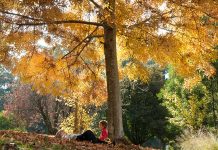 Nature can help calm