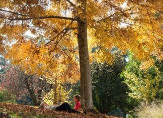 Nature can help calm