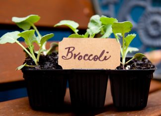 Resurgence in home gardens