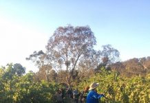 Grape help for hospitality workers