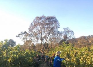 Grape help for hospitality workers