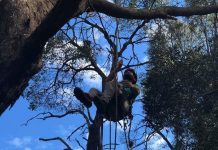 Treetop rescue – Wildlife carers urge responsible dog ownership