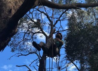 Treetop rescue – Wildlife carers urge responsible dog ownership