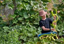 It’s time to harvest frost-tender plants