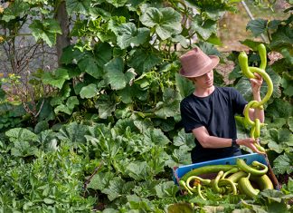 It’s time to harvest frost-tender plants