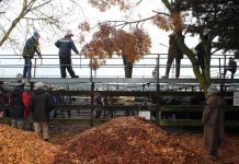 Cost blowout for saleyards plan
