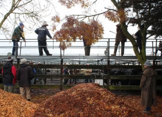 Cost blowout for saleyards plan