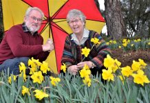 A host of golden daffodils…