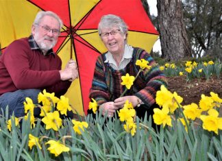 A host of golden daffodils…