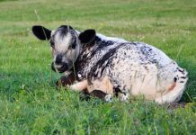 FARM DECISION OVERTHROWN