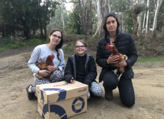 Hens rescued in Cobaws