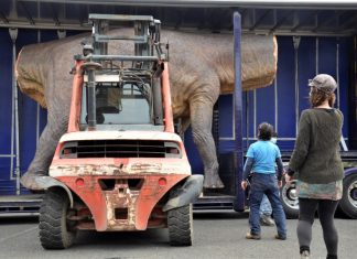 An eye-catching cargo