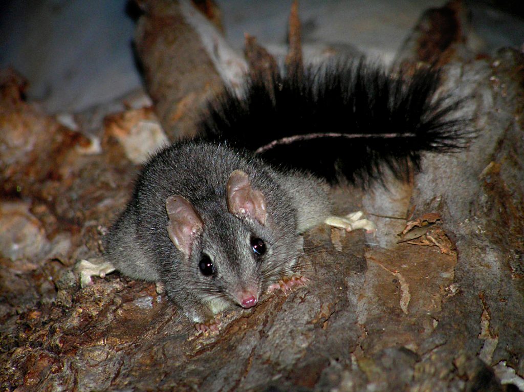 Ecosystems decline ‘severe’ and ‘ongoing’