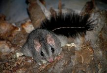 Ecosystems decline ‘severe’ and ‘ongoing’