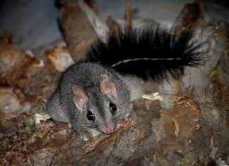 Ecosystems decline ‘severe’ and ‘ongoing’