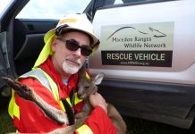 Spotlight on wildlife road trauma