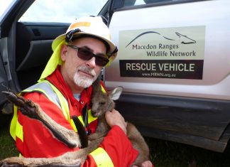 Spotlight on wildlife road trauma