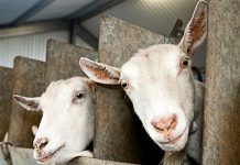 Trio of golden Delicious wins