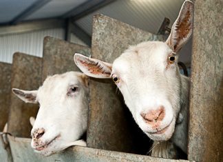 Trio of golden Delicious wins