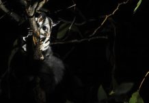 Environmental journalist turns MC for gliders