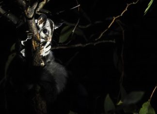 Environmental journalist turns MC for gliders