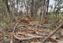 Alarm at tree harvesting