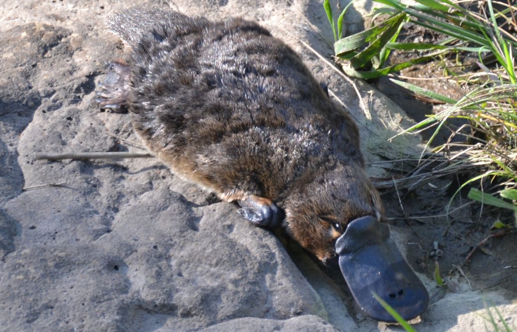 Platypus numbers good at Malmsbury