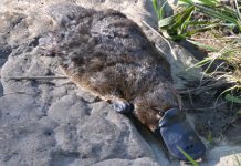 Platypus numbers good at Malmsbury