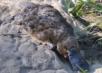 Platypus numbers good at Malmsbury