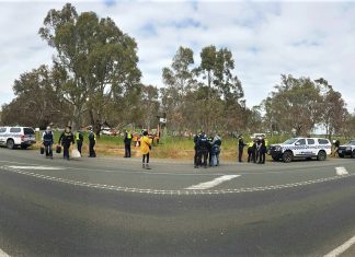 Castlemaine locals in tree-sit actions