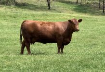 Red reigns at Riddell