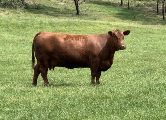 Red reigns at Riddell