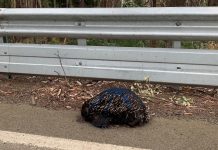 Double-rail ‘disaster’