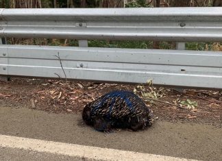 Double-rail ‘disaster’