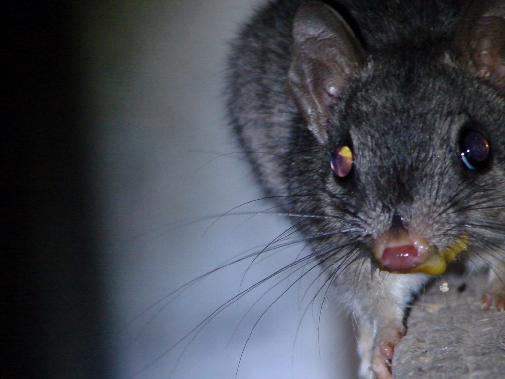 Cheeky thief caught yolk-nosed