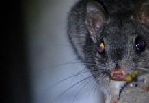 Cheeky thief caught yolk-nosed