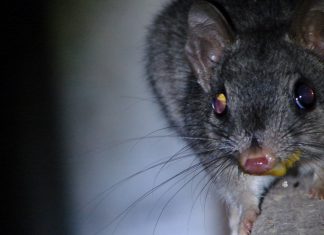 Cheeky thief caught yolk-nosed