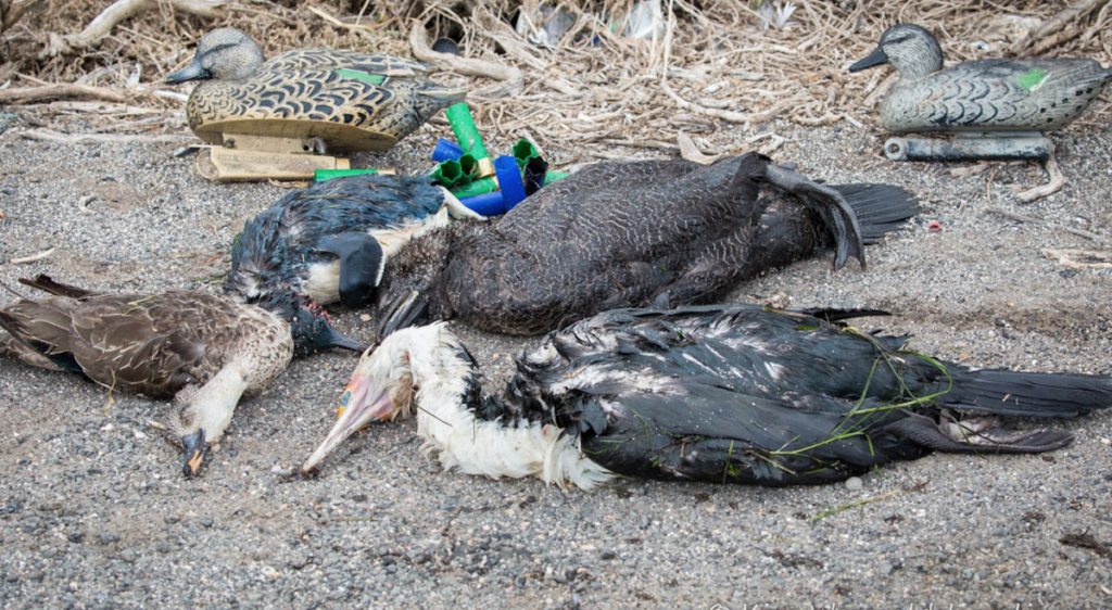 Hunt season announced – Animal welfare campaigners slam decision to proceed