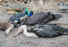 Hunt season announced – Animal welfare campaigners slam decision to proceed