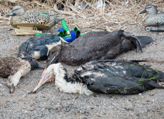 Hunt season announced – Animal welfare campaigners slam decision to proceed