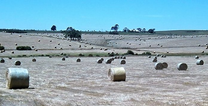 FarmLand crop