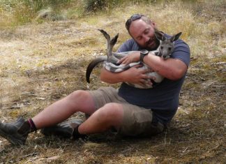 Roo cull climb hits hard